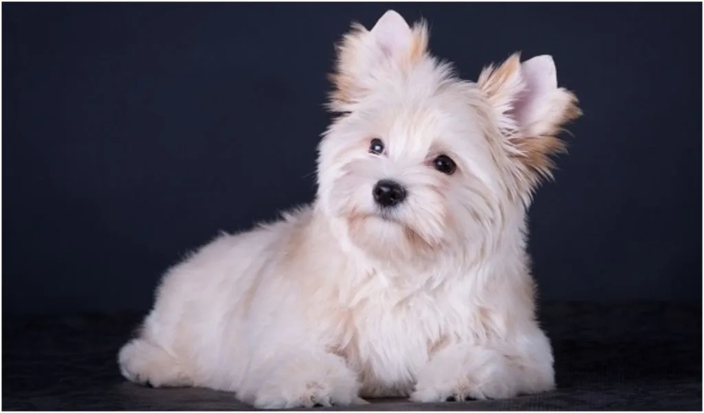 A cute white pup laying on the floor