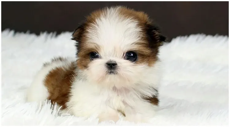 A tiny dog laying on a white bed