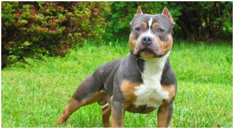 A Tri Color Pitbull is basically a Pitbull dog with three different colors on his coat