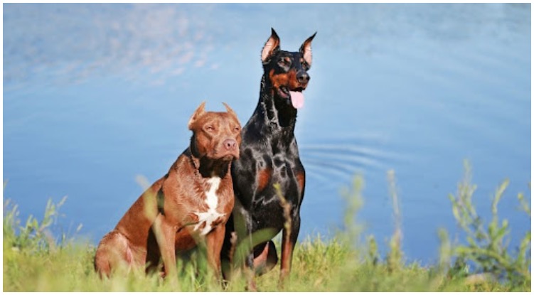 What to expect from a Doberman Pitbull mix dog