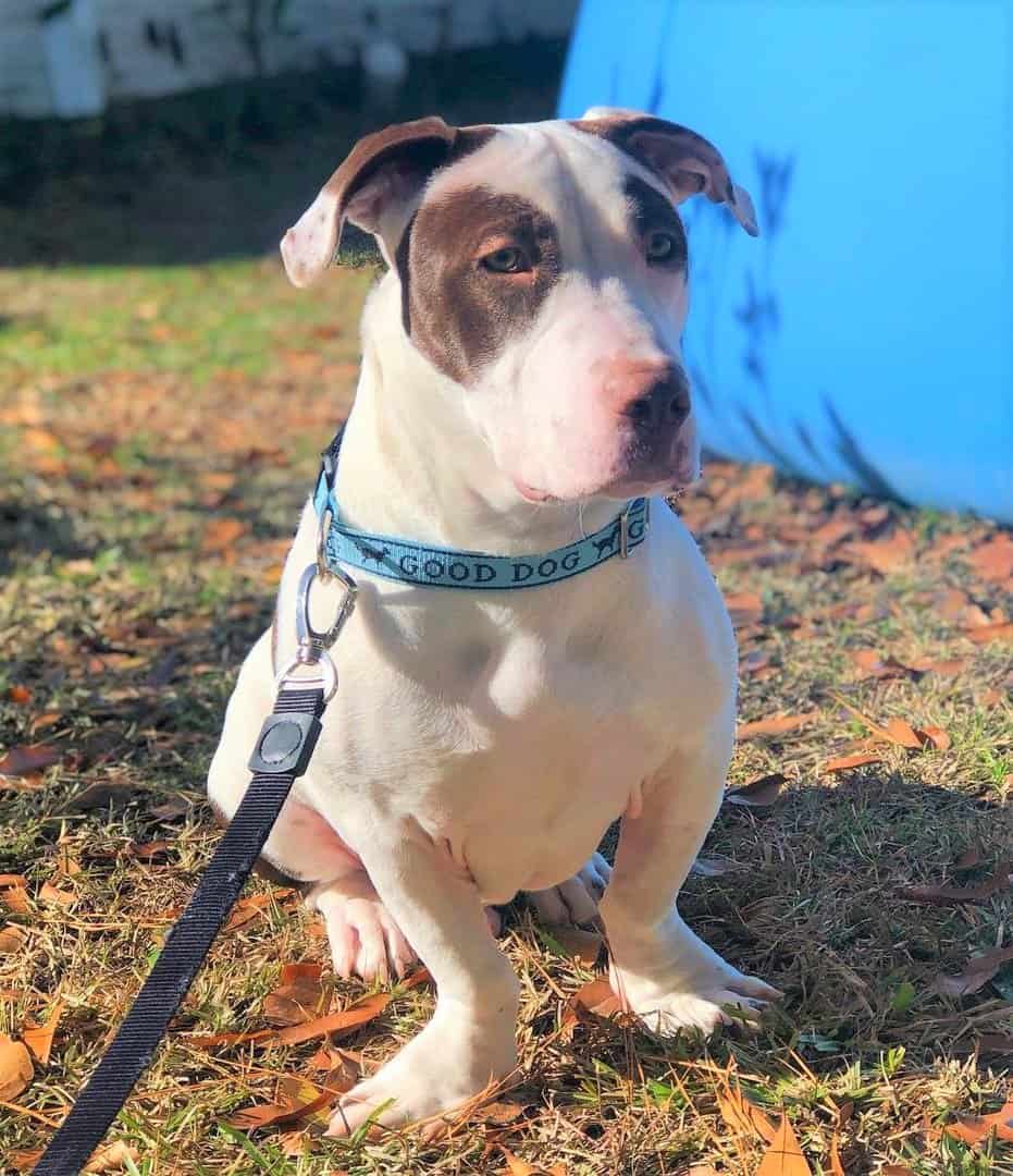 Basset Hound Pitbull Mix Why they're rare