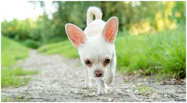 A white Chihuahua roaming around in nature