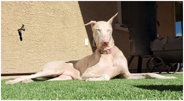 A white Doberman relaxing in his owner’s garden