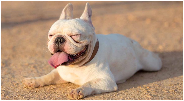 A White French Bulldog enjoying the sun rays