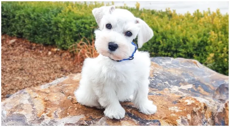 The White Miniature Schnauzer having a good time at the dog park