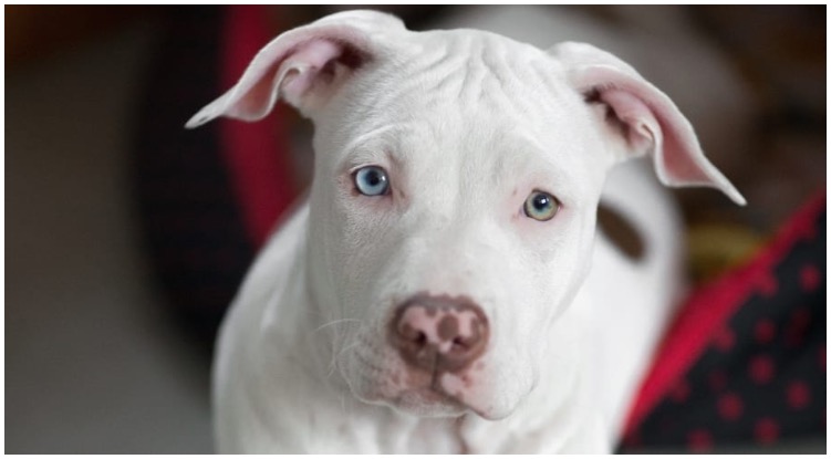A white pitbull looking trustworthy at his owner