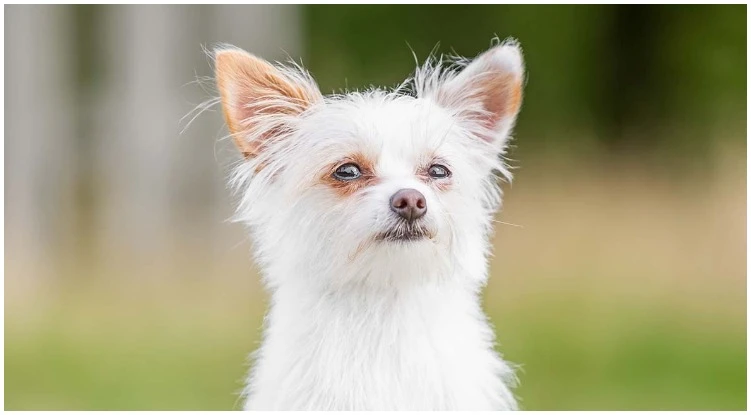 An adorable White Yorkie looking confused at the camera