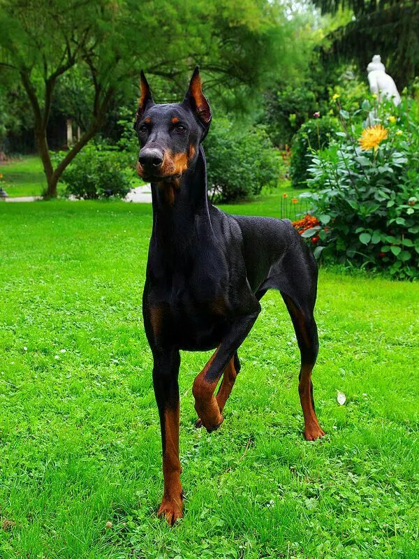 american vs european doberman