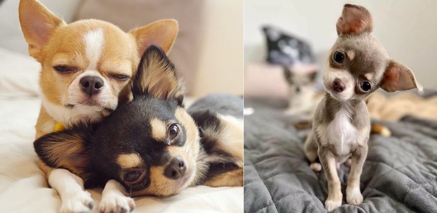 Baby Chihuahua: How much do they really cost?