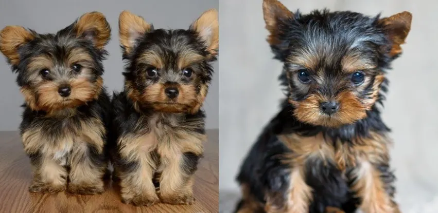 how do you take care of a yorkie puppy