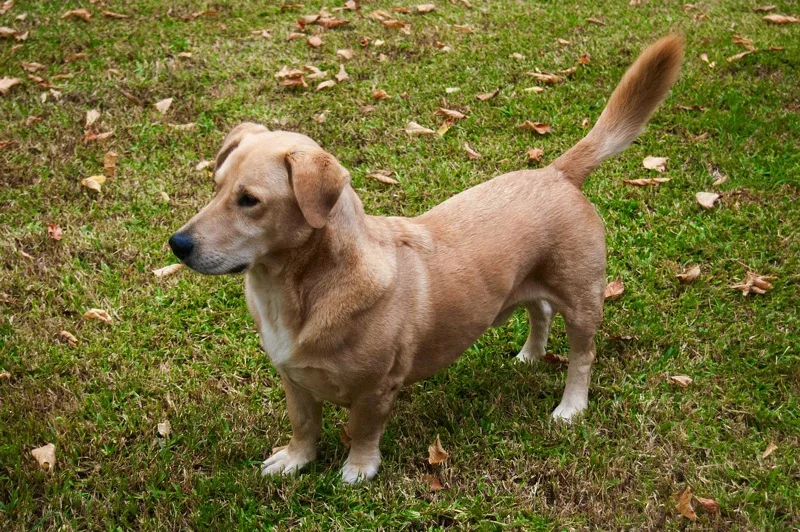 lab hound mix