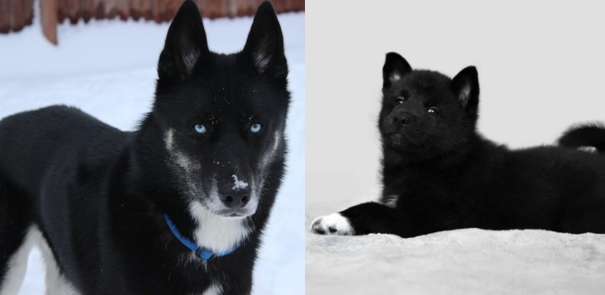 Black Husky and other beautiful coat colors