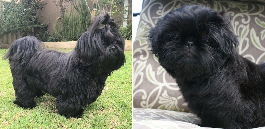 Black Shih Tzu: The most wanted color