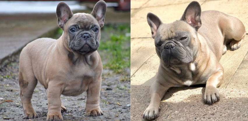 Blue Fawn French Bulldog and its health issues