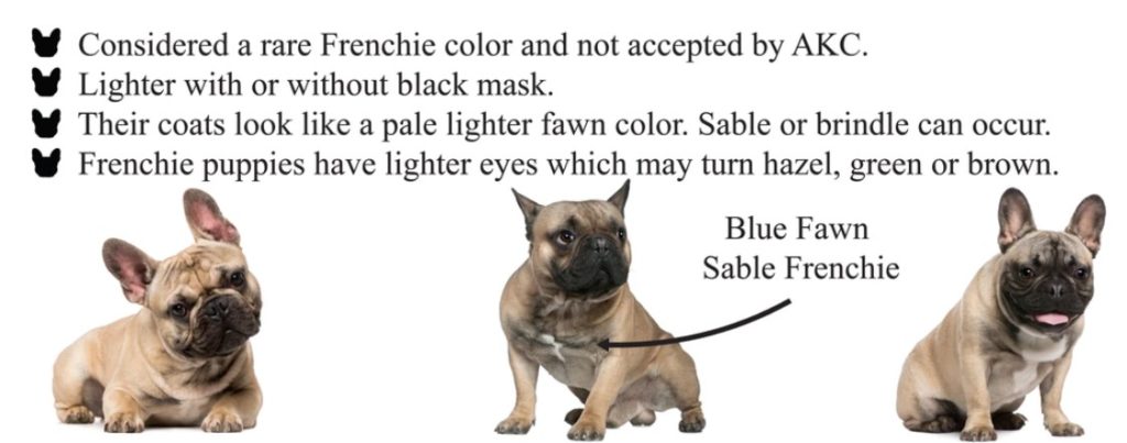 are blue fawn french bulldogs rare