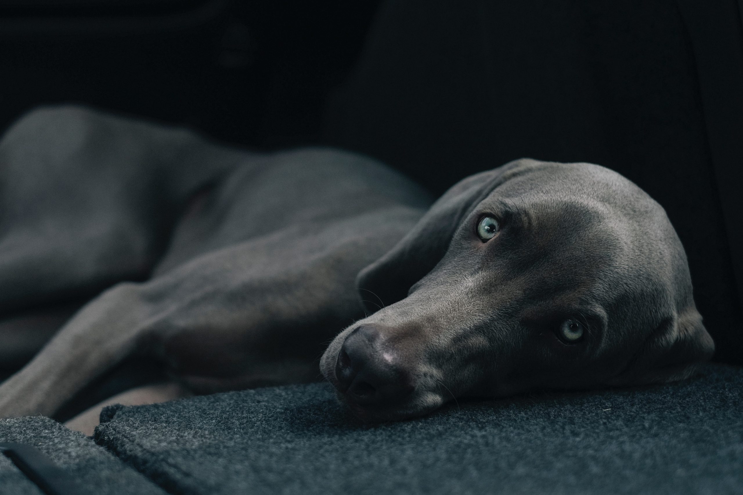 Blue Weimaraner: The controversial dog