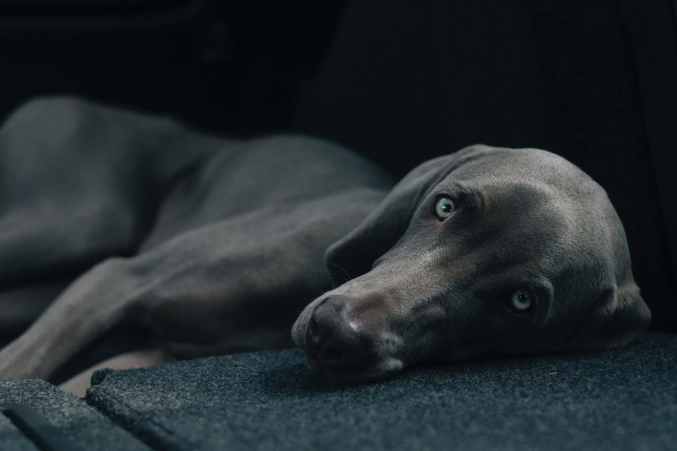 blue weimaraner