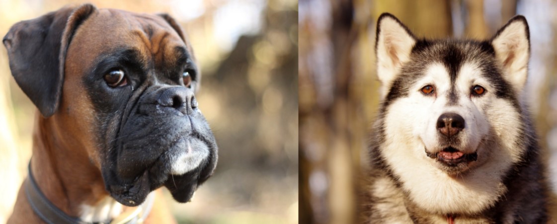 Boxer Husky Mix: The very needy dog