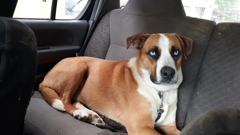 boxer husky mix