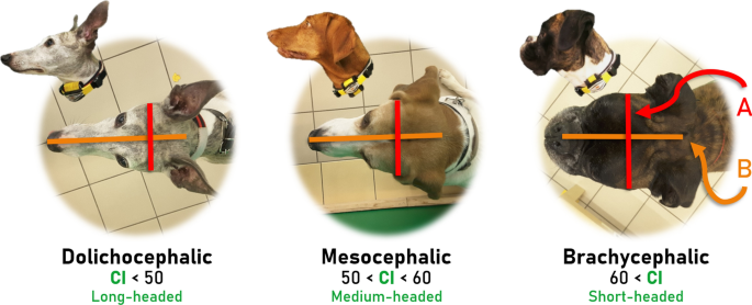 brachycephalic dogs