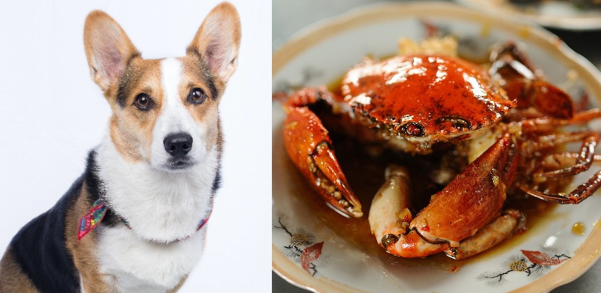Can dogs eat crab? How safe is it really?