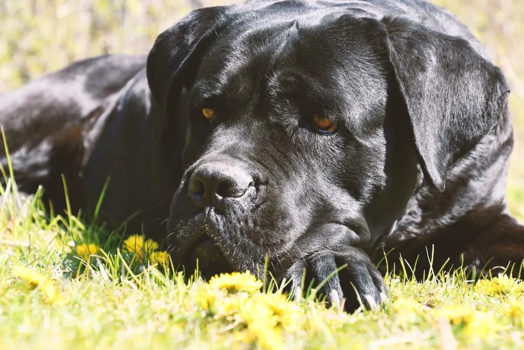 all black cane corso