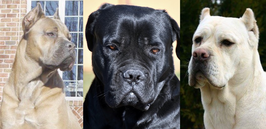 Cane Corso colors: All the beautiful shades
