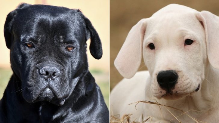 Golden Retriever Cane Corso Mix