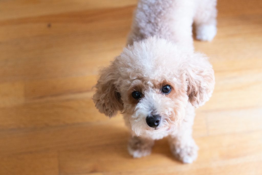 Toy Poodle Full Grown: How Big Do They Get?