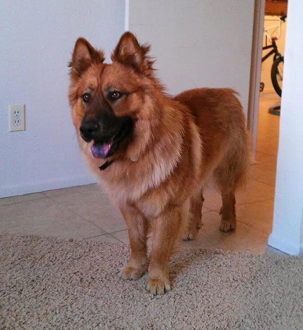 german shepherd chow mix