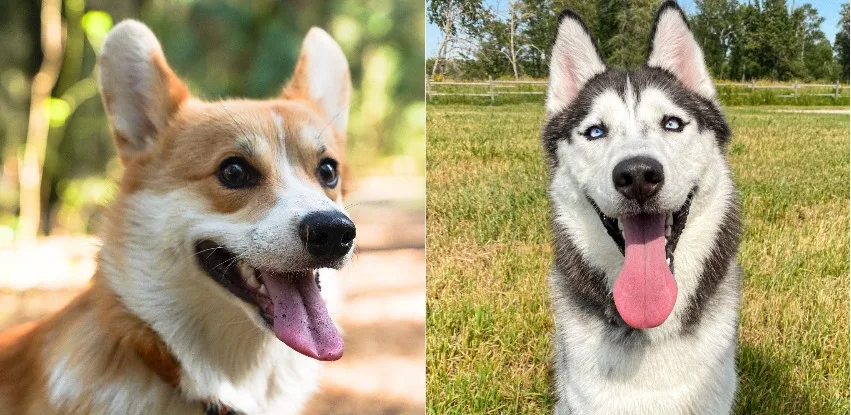 Corgi Husky Cross