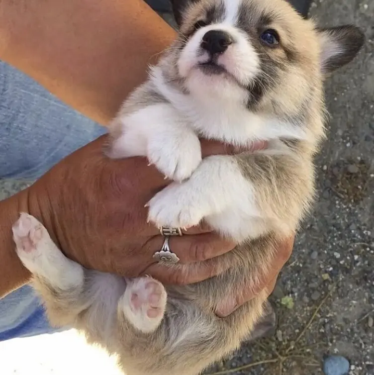 corgi small