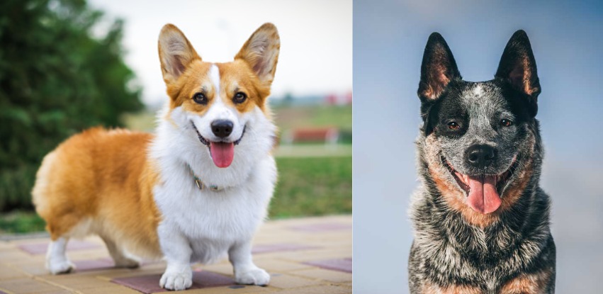 cowboy corgi