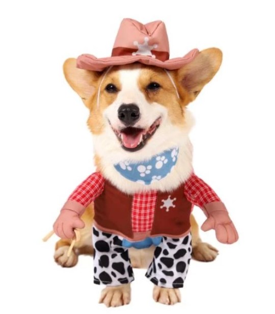 cowboy corgi