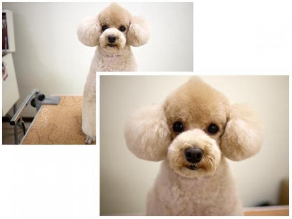 poodle haircuts