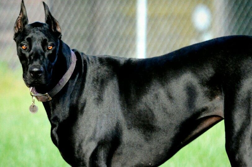 doberman great dane mix