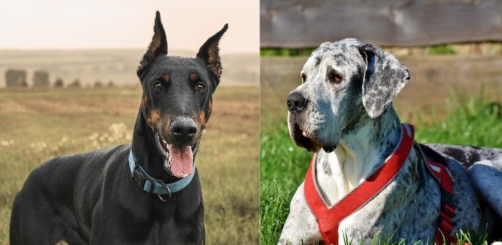 Doberman Great Dane Mix: Gentle giant