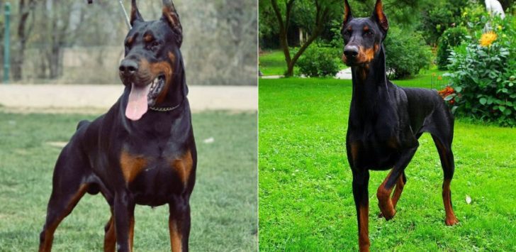 American VS European Doberman