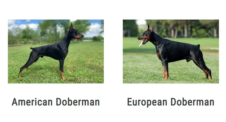 american vs european doberman