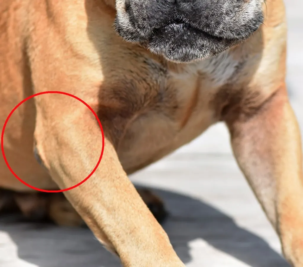 a dog's elbow