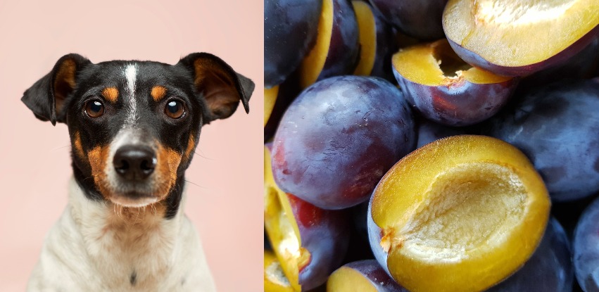 Can dogs eat plums? The answer isn’t that simple