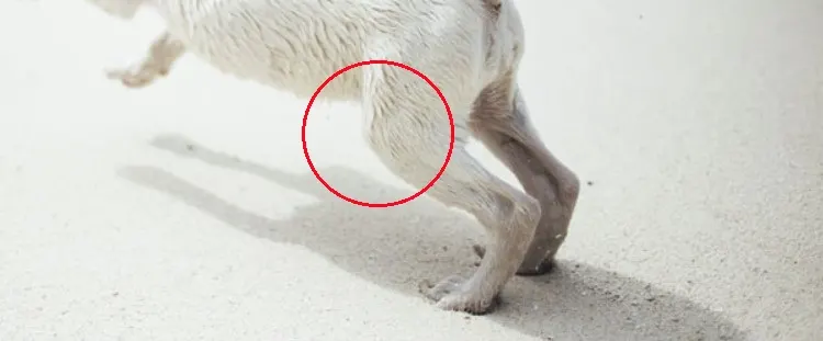 where is a dog's knee