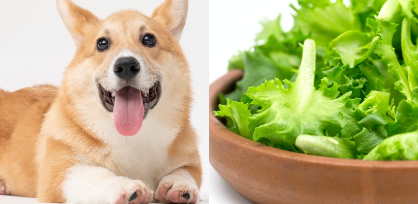 Can dogs eat lettuce and should they even eat it?