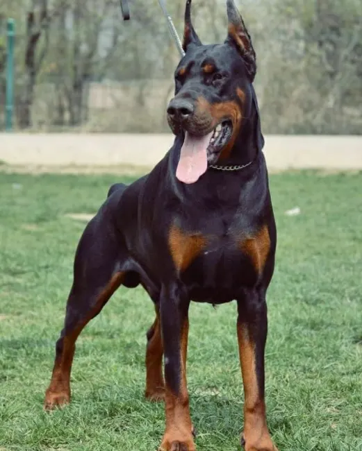 european doberman