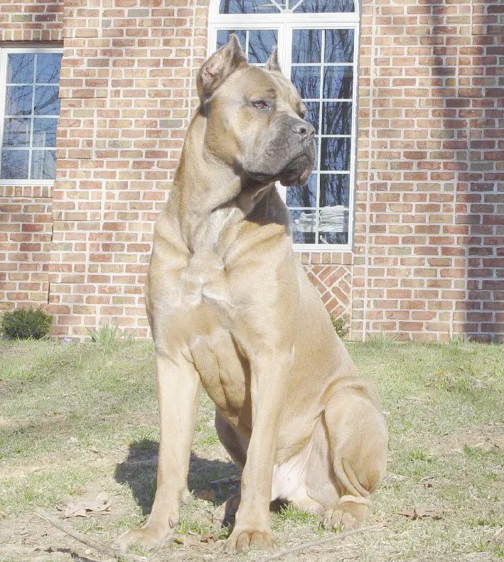 cane corso colors