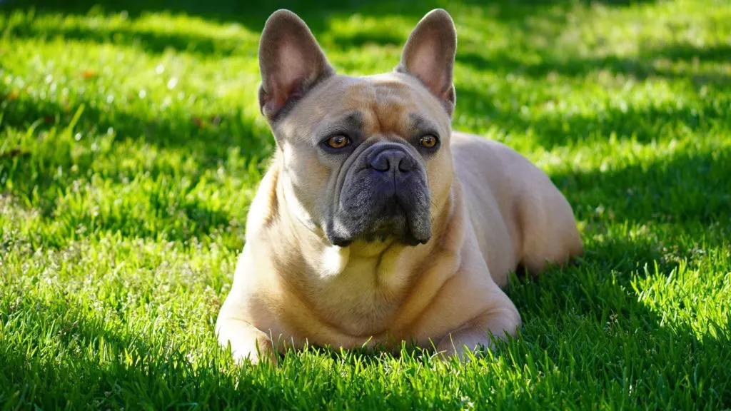 fawn french bulldog