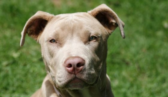 Gator Pitbull Bloodline: There's a lot to know!