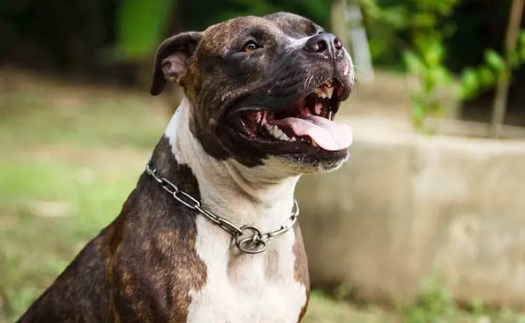 gator pitbull