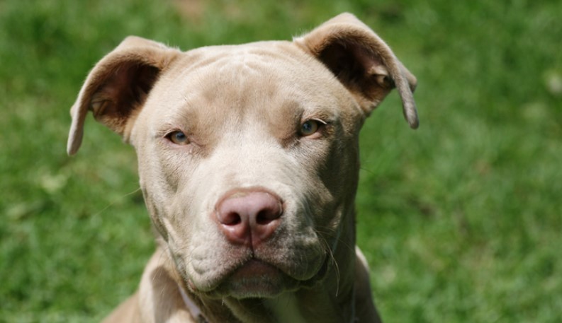 Gator Pitbull Bloodline: There’s a lot to know!
