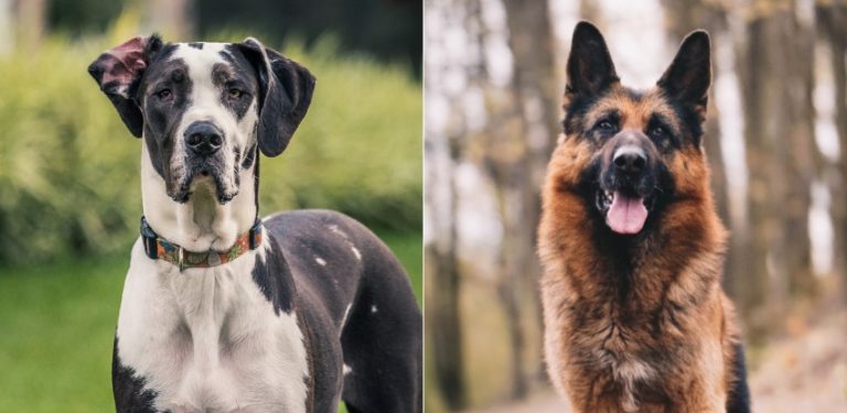 Great Dane German Shepherd Mix